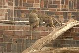 leipzig zoo-01_07_2011_zoo_allgemein_379